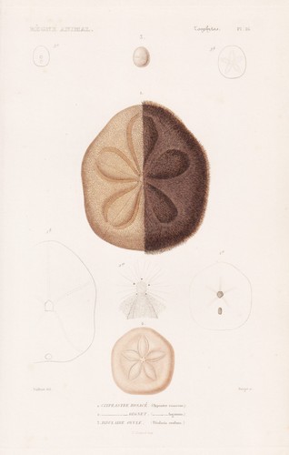 Clypeaster rosaceus seeigel - clypeaster,