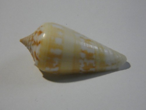 Conidae conus janus - conidae,