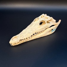Krokodilschädel Crocodylus niloticus 28 cm! Cites Echtes Exemplar NEU B-Ware