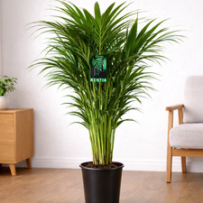 Kentia Palme 120–130 cm XXL
