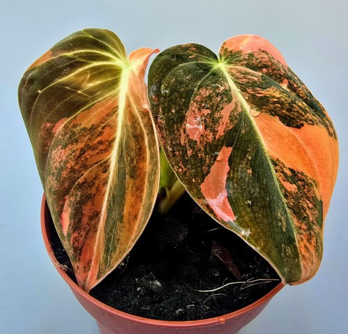 Sehr schöner philodendron - schöner,