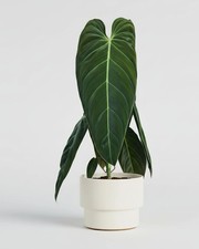 Philodendron Melanochrysum- 21cm x 75cm Höhe -Frische Zimmerpflanzen-Topfpflanze