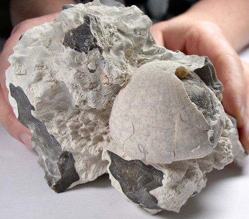 Seeigel echinocorys sulcata - echinocorys,