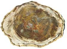 XXL versteinertes Holz von Madagaskar - schöne Farben & schöne Maserung - TOP !!