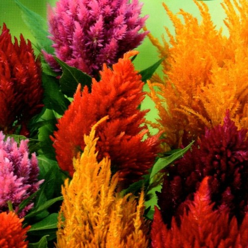 Federbusch celosia plumosa - federbusch,