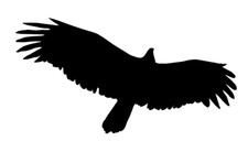 Vögel Vogel Aufkleber Wintergarten Vogelschutz Vögelabwehr andere Größen! AN1