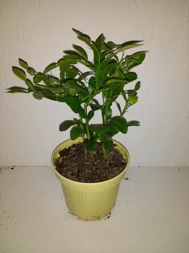 Citrus hystrix - @,