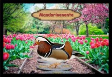 Fußmatte Schmutzfangmatte Wassergeflügel Mandarinente F1131