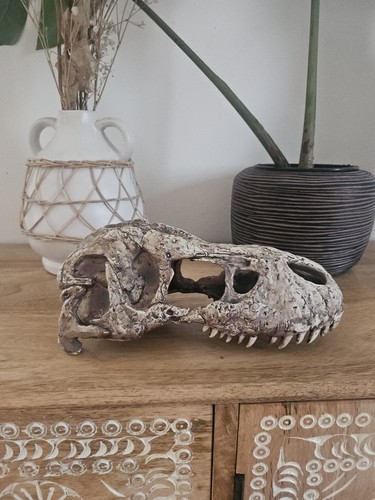 Exo terra rex skull - exo-terra, groß