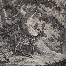 Ridinger Spuhr des Dan