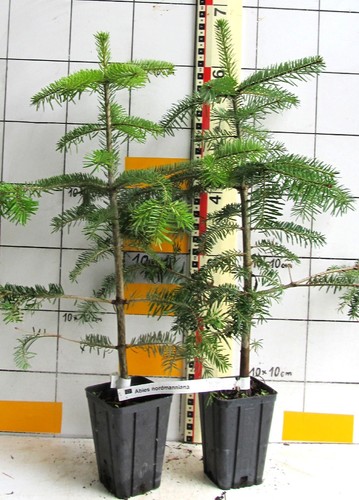 Abies nordmanniana oh - nordmanniana,, "oh