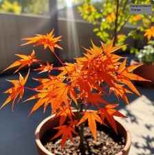 2 winterharter Ahorn orange