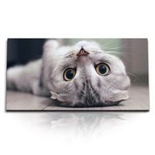 120x80cm Kunstdruck Bilder Kleine Hauskatze Britisch Kurzhaar Katze Kater