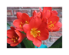 1x Clivia miniata Perfecta Red Like Japie Red Pflanzen - Samen / Bulbs B968