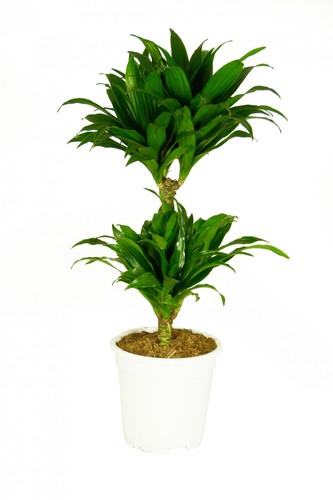 Dracaena deremensis compacta - deremensis,