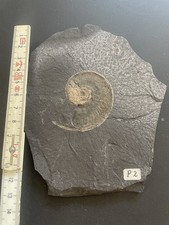 Schieferplatte Holzmaden Ammonit