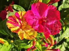 200 Samen VIER UHR BLUME