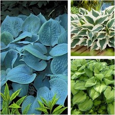 3 x Hosta Hybriden Kollektion