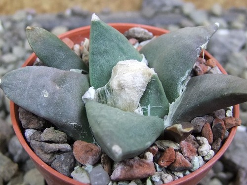 Ariocarpus retusus minimus - retusus,