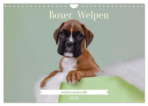 Boxer welpen einfach - boxer,