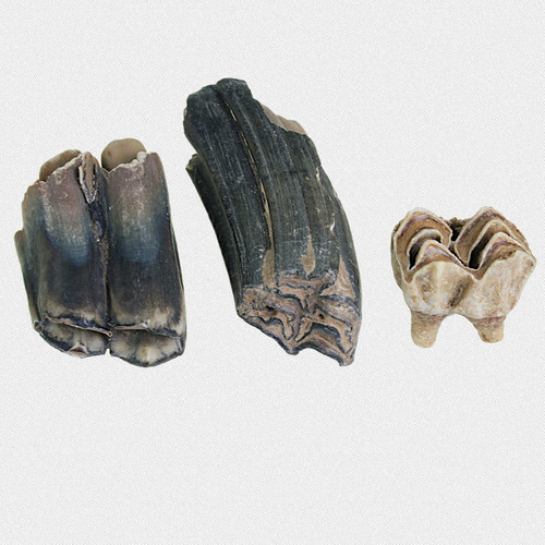 Fossil backenzahn - 3x,