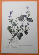 Wald-Veilchen Viola