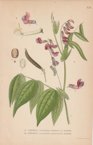 Berg platterbse lathyrus - berg-platterbse, (lathyrus