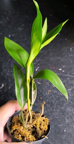 Dendrobium farmeri white - farmeri,