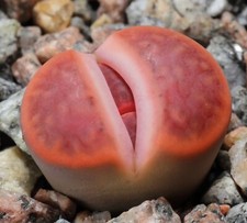 SAMEN Lebende Steine duftende Blumen Frühling wetterfeste seltene Pflanzensamen