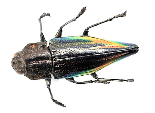 Buprestidae cyphogastra - buprestidae,,