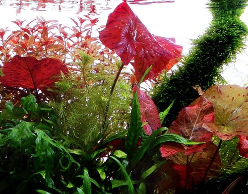 Aquarium pflanze nymphaea - pflanze,