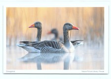 1 AK Postkarte Graugans Gans