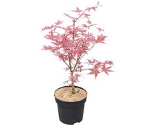 Fächerahorn floraself acer - fächerahorn,