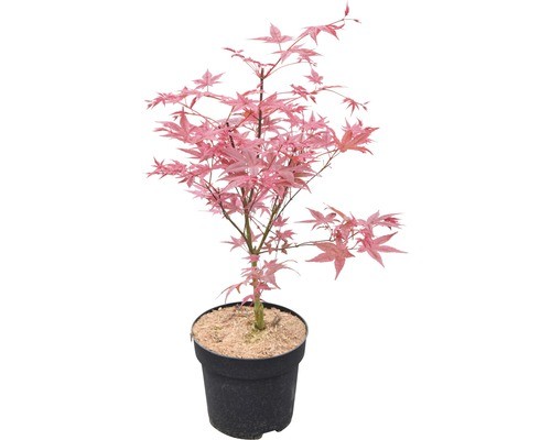 Fächerahorn floraself acer - fächerahorn,