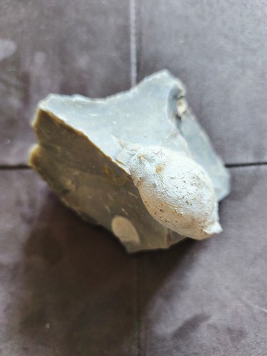 Fossil sammlungsauflösung - fossil,,