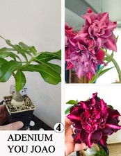 ADENIUM YOU JOAO N4 WUSTENROSE