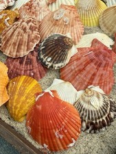 25  bunte Jakobsmuscheln -