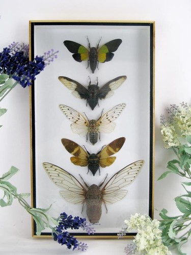 Echte exotische insekten - 5,