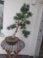 Kiefer Bonsai mit Schale - Ca. 20 Jahre