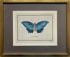 Kolorierte Lithografien le Papillon Polydamas Pietro Scattaglia Schmetterling