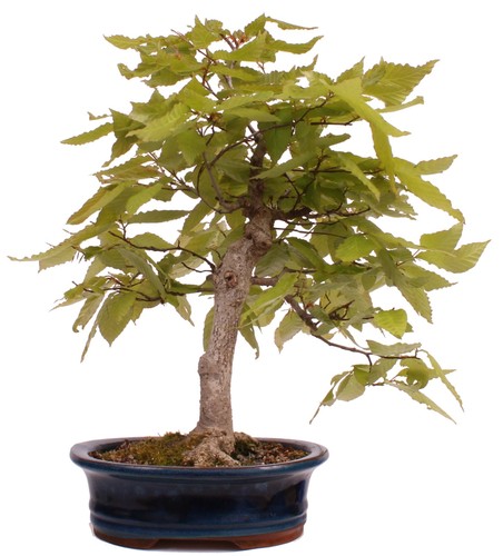 Bonsai fagus crenata - fagus,