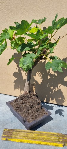 Bonsai bergahorn acer - bergahorn, ,