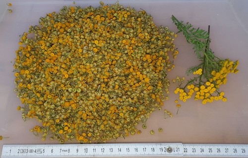 Rainfarn 500g getrocknete