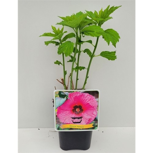 Xxl riesenhibiskus fantasia - xxl,