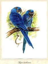 Hyazinthara (Anodorhynchus