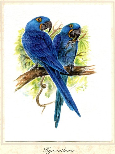 Hyazinthara anodorhynchus - hyazinthara, (anodorhynchus