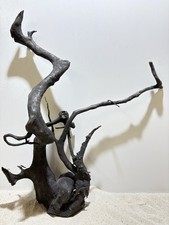 Schwarze Moorwurzel XL