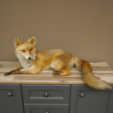 Fuchs Rotfuchs liegend