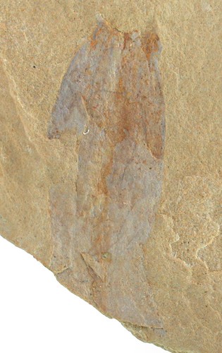 Kambrium jiucunia petalina - kambrium,  jiucunia petalina
