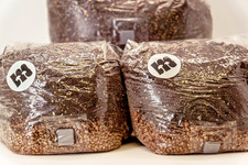 All-in-One Pilzsubstrat steril – Bioweizen & CVG, Impfport – 3×3L Pilzzucht